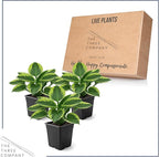 Live Perennial Hosta - Golden Tiara (3 Plants Per Pack) Beautiful Accent Plant, 10" Tall by 4" Wide in 1 Qt Pot