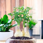 200PCS/BAG Green Succulents for DIY Bonsai and Potted Flowers - Vibrant Garden Delight