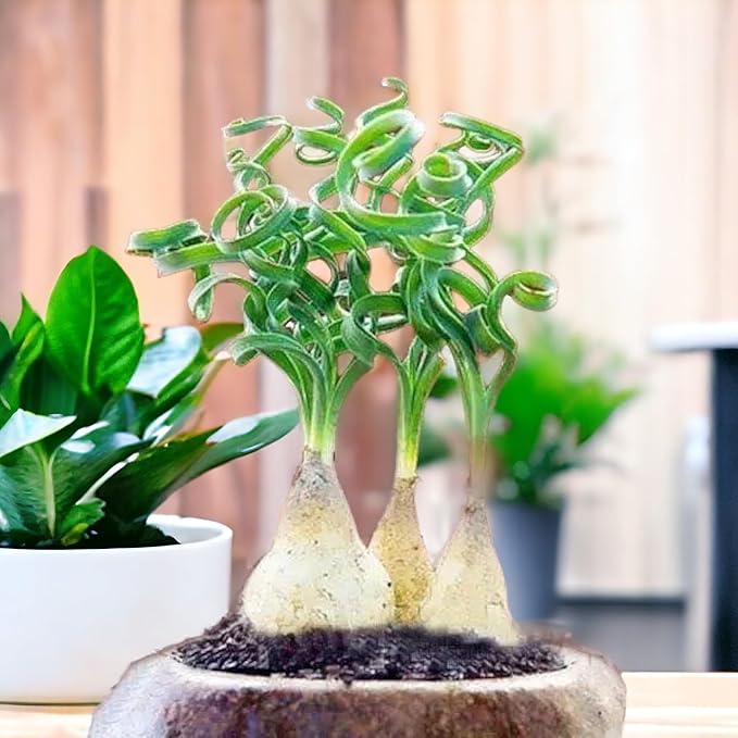 200PCS/BAG Green Succulents for DIY Bonsai and Potted Flowers - Vibrant Garden Delight