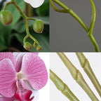 FagusHome 32 Inch Artificial Phalaenopsis Flowers 6 Pcs Artificial Orchid Flowers Stem Plants for Home Décor (Pink)