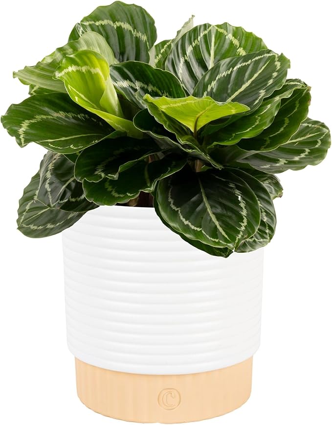 Costa Farms Calathea Live Plant in Decorative Pot, Indoor Houseplant, Perfect for Home, Room, or Office Decor, Great House Warming or Birthday Gift, 12-18 Inches Tall