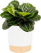 Costa Farms Calathea Live Plant in Decorative Pot, Indoor Houseplant, Perfect for Home, Room, or Office Decor, Great House Warming or Birthday Gift, 12-18 Inches Tall