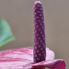 Anthurium Purple Andraeanum - Exquisite Indoor Plant with Long-Lasting Blooms and Lush Foliage & Glossy Purple Flowers - Easy-Care Indoor Plant - CA Seller - Air Purifying Plant (Small Plant, 4" Pot)