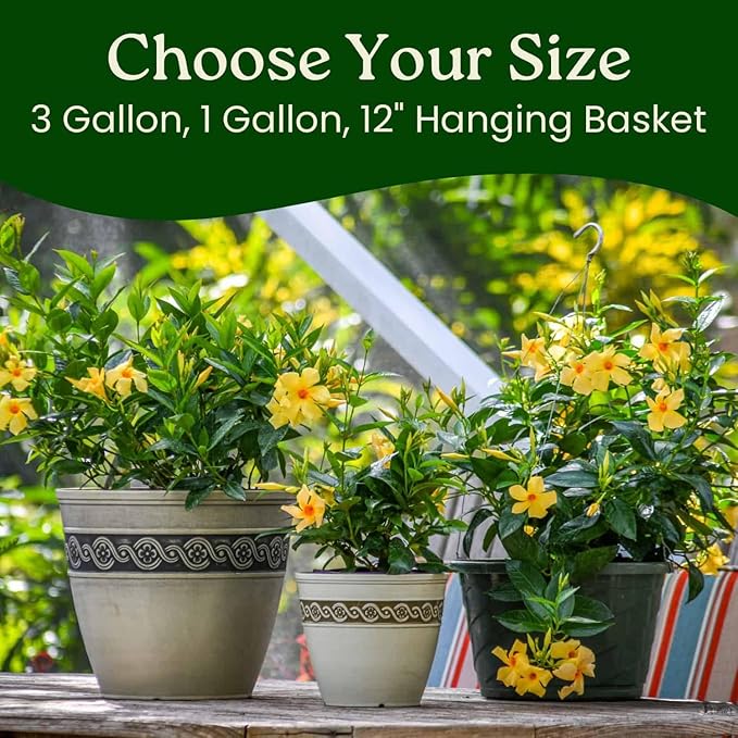 Tropical Plants of Florida Yellow Dipladenia Hanging Basket 12 Inch Live Flowering Plant, 14 Inch Wide by 18 Inch Tall, Bright Yellow Patio Porch Balcony Blooms