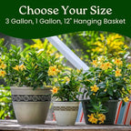 Yellow Dipladenia Bush Live Flowering Plant - 22" to 26" Overall Height - Tropical Plants of Florida (Plant in Growers Planter)