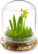 Bloomify Dancing Orchid Terrarium – Live Orchid Plants in Glass Terrarium with Sundew Moss – No Maintenance Orchid Plant Psygmorchis Pusilla – Self-Sustaining Miniature Live Orchid