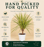 Dracaena Marginata Kiwi Live Plant, Low Light Tolerant Dracaena Plant Live, Air Purifying Plants Live Houseplants, Beginner Friendly House Plants for All Indoors Spaces