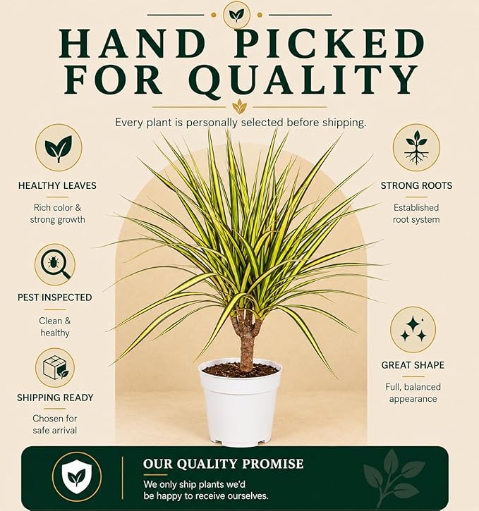 Dracaena Marginata Kiwi Live Plant, Low Light Tolerant Dracaena Plant Live, Air Purifying Plants Live Houseplants, Beginner Friendly House Plants for All Indoors Spaces
