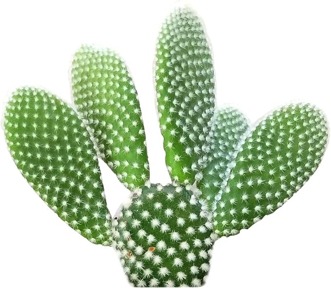 Live Cactus Plants, Fully Rooted 2-inch Cactus Succulent Plants, Rare Varieties for Gift or Home Decoration (Bunny Ear Cactus)