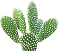 Live Cactus Plants, Fully Rooted 2-inch Cactus Succulent Plants, Rare Varieties for Gift or Home Decoration (Bunny Ear Cactus)