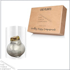 Waxed Amaryllis Bulb – Silver Wax with Red Blooms – Live Holiday Gift Plant, Easy Care, No Watering Needed