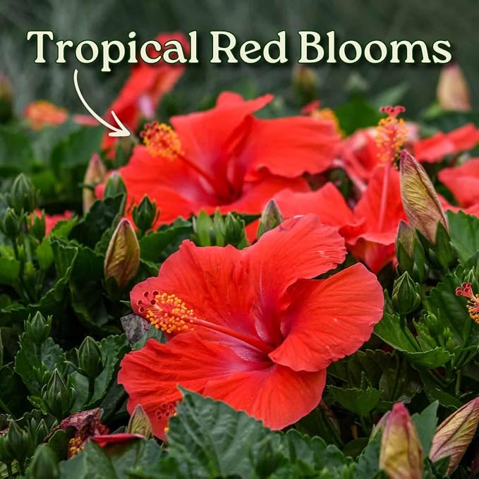 Live Hibiscus Plant - Tropical Flowering Tree Plant - Red President - Overall Height 38" to 44" - Tropical Plants of Florida (Plant Only)