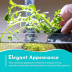 Live Aquarium Moneywort Bacopa (Monnieri) Plants - Long Lasting & Easy to Maintain - Removing Excess Nitrates - Promote High Water Quality - Stunning Appearance - Bunch