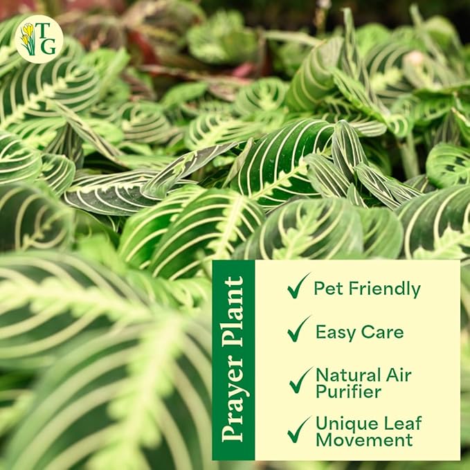 Thorsen's Greenhouse Lemon Lime Prayer Plant, Live Indoor Plant, Pet Friendly, Attractive Houseplant, Lemon Maranta, Natural Air Purifier, Easy to Grow, 4" Diameter Pot (3 Pack Nursery Pots)