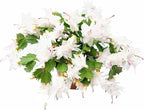 Thanksgiving Cactus, Live Indoor Plant, Flowering Houseplant, Christmas Cactus, Pink White Seasonal Blooms, 6-Inch Pot, Pet Safe Holiday Decor, Free Heat Pack