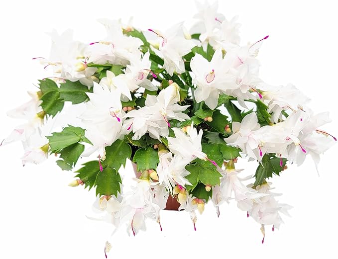 Thanksgiving Cactus, Live Indoor Plant, Flowering Houseplant, Christmas Cactus, Pink White Seasonal Blooms, 6-Inch Pot, Pet Safe Holiday Decor, Free Heat Pack