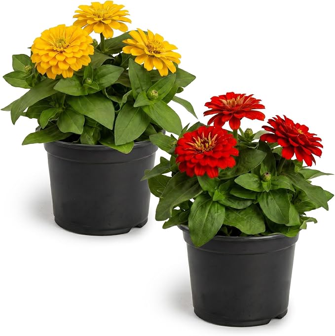 Live Zinnia 2-Pack – Assorted Colors, Flowering Annual, Beautiful Spring and Summer Blooms, 10" Tall by 5" Wide in 1 Qt Pot