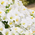 CEWOR 24 Bundles Artificial Flowers for Outdoor Indoor, Fake Silk Morning Glory with Eucalyptus Leaves, Faux Flower for Garden Front Door Porch Planter Patio Home Decor (White)
