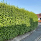 5 Privet Shrubs/Bushes - 18-24" Tall Seedlings - Live Plants - Privacy Hedges - Ligustrum