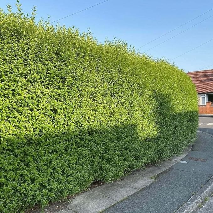 5 Privet Shrubs/Bushes - 18-24" Tall Seedlings - Live Plants - Privacy Hedges - Ligustrum