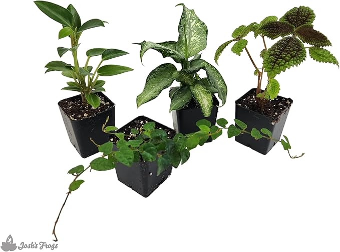 18x18x24 Day Gecko Vivarium Plant Kit