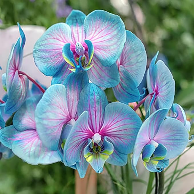 100 Orchid Flower, Rare Phalaenopsis Orchid Seeds, Blue & Pink Perennial Flower Seeds for Planting, Exotic Indoor & Outdoor Orchid Plants