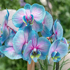 100 Orchid Flower, Rare Phalaenopsis Orchid Seeds, Blue & Pink Perennial Flower Seeds for Planting, Exotic Indoor & Outdoor Orchid Plants