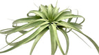 ragnaroc Air Plants - Tillandsia Xerographica, Giant 9-14” - 1ct - Live Arrival Gauranteed - House Plants for Home Decor & Gift