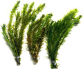 Marcus Fish Tanks 3X Anacharis Elodea Densa Live Aqurium Plants
