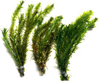 Marcus Fish Tanks 3X Anacharis Elodea Densa Live Aqurium Plants