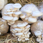 GREANER Mushroom Grow Bags 6 Mil, 9.8"x5.5"x25.6" Thick Autoclave Spawn Bags with Injection Port for Your Grain-25PCS