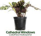 Calathea Plant Live Prayer Plant Live Indoor Plant, Calathea Live Plant Live House Plant Live Plants Indoor, Live Houseplants Live Prayer Plants Live House Plants by Plants for Pets, Black