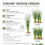 Water Onion Dwarf (Zephyranthes Candida) – Live Bare Root Aquatic Pond Plant – Hardy White Flowering Marginal – 1, 3 or 5 Pack – Grown in USA by CANTON AQUATICS (1)