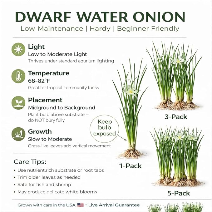Water Onion Dwarf (Zephyranthes Candida) – Live Bare Root Aquatic Pond Plant – Hardy White Flowering Marginal – 1, 3 or 5 Pack – Grown in USA by CANTON AQUATICS (1)