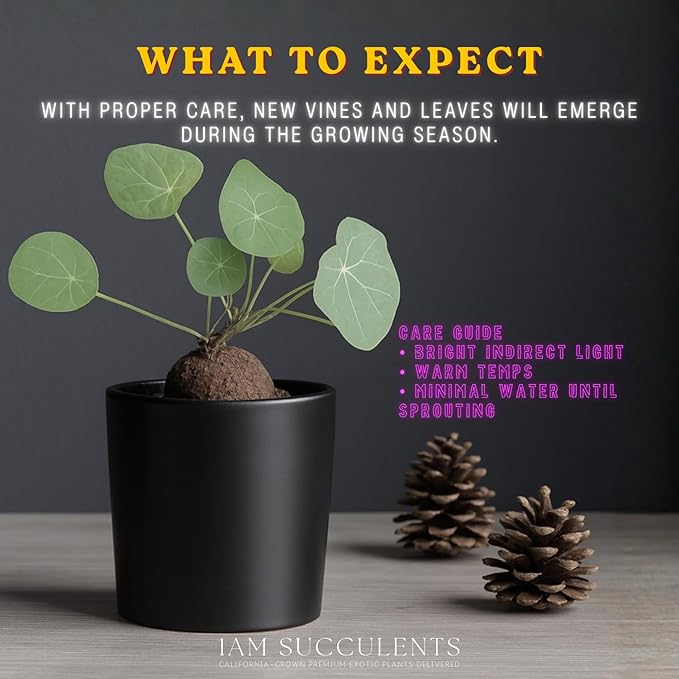 – Stephania Cepharantha Live Plant – Rare Caudex Bulb (Dormant in Winter, May Arrive Leafless) – Indoor Vine Houseplant – Ships Bare Root