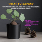 – Stephania Cepharantha Live Plant – Rare Caudex Bulb (Dormant in Winter, May Arrive Leafless) – Indoor Vine Houseplant – Ships Bare Root