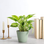 Thorsen's Greenhouse Marble Queen Pothos, Live Indoor Plant, Easy to Grow, Rare Variegated Houseplant, Natural Air Purifier, 4-inch Diameter Pot (Sage)
