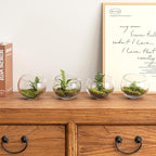 MyGift Premium Hotel Series 5 Inch Round Clear Glass Air Plant Terrariums, Mini Candy Bowl Jars, Tealight Candle Holders, Succulent Cactus Vases, Set of 4