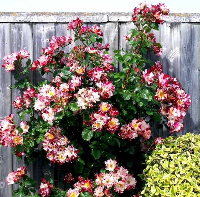 Fragrant Rose Plant Live Bush Shrub or Climbing, Old-Fashioned Roses Summer Rebloomer in 2.5 Inch Pot, Lanscape Rose Plant (Assorted) (Fourth of July)