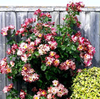 Fragrant Rose Plant Live Bush Shrub or Climbing, Old-Fashioned Roses Summer Rebloomer in 2.5 Inch Pot, Lanscape Rose Plant (Assorted) (Fourth of July)
