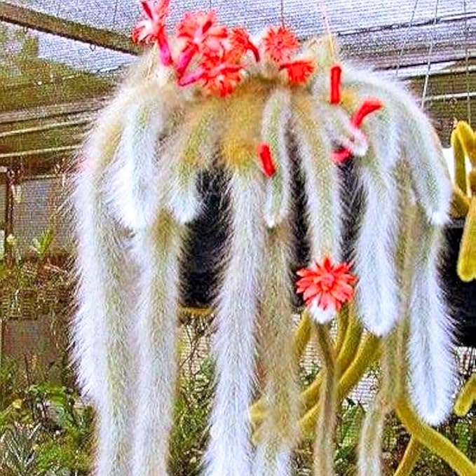 Trailing Monkey Tail Cactus Live Plant, Rare Cactus Live Succulents Plant Live Rooted, 3-6 Inch Tall Bareroot
