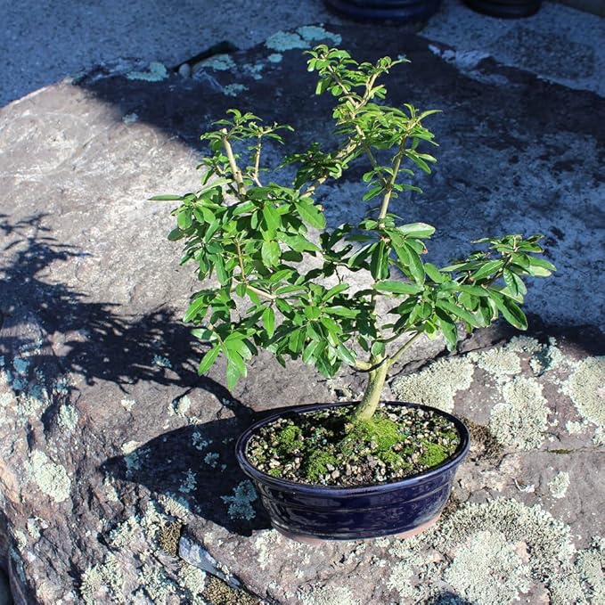 Brussel's Bonsai Live Dwarf Pomegranate Bonsai Tree - Large, 6 Year, 12 to 16 Inches Tall - Outdoor Live Bonsai Tree with Ceramic Bonsai Pot