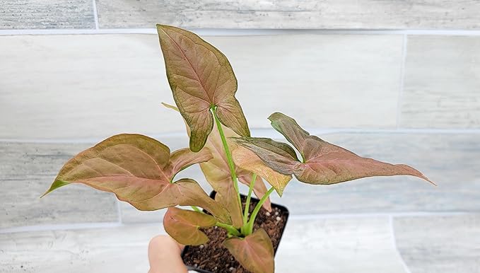 Syngonium Pink Perfection, Syngonium Pink Schott, Syngonium Pink Arrow Live Rare Houseplants All Plants are Fully Rooted Plants in 4 inch Pot by 3exoticgreen