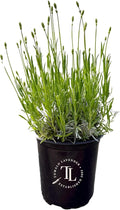 Victoria's Lavender Tumalo Lavender French Lavandin Lavender Plant, Live Edible Plants, Organically Grown, Non-GMO, Aromatic Perennial Herbs