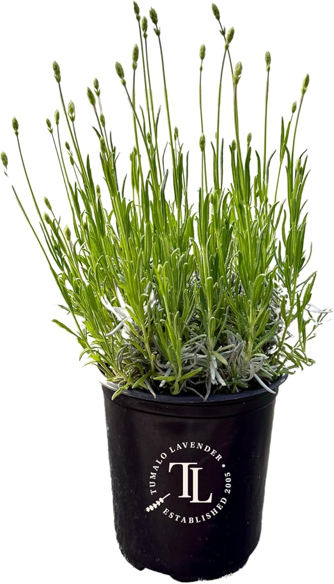 Victoria's Lavender Tumalo Lavender French Lavandin Lavender Plant, Live Edible Plants, Organically Grown, Non-GMO, Aromatic Perennial Herbs