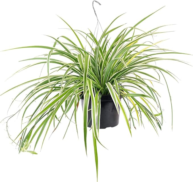 Spider Plant (4 inch) - Air-Purifying Houseplants - 4/6 inch Unique Live Decorative Houseplants - Low-Maintenance Indoor Plants, House Warming Gift, Natural Air Purifier