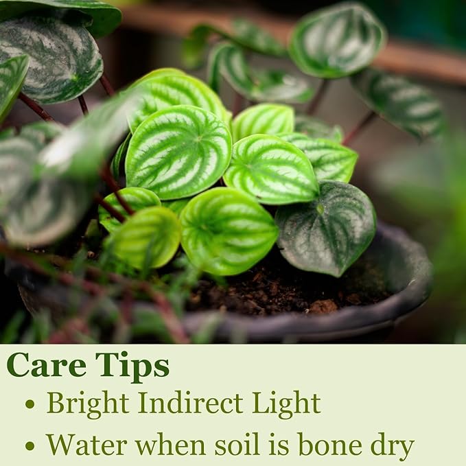 Watermelon Peperomia Plant Live Heart Shaped Succulents - Pet Friendly Plants Live Fully Rooted Houseplant for Home Office Wedding Decorations - Birthday & Mother's Day Gift(Heat Pack Included)