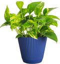 Thorsen's Greenhouse Golden Pothos, Live Indoor Vining Plant, Easy to Grow, Variegated Houseplant, Natural Air Purifier (Navy, 6-inch Pot)