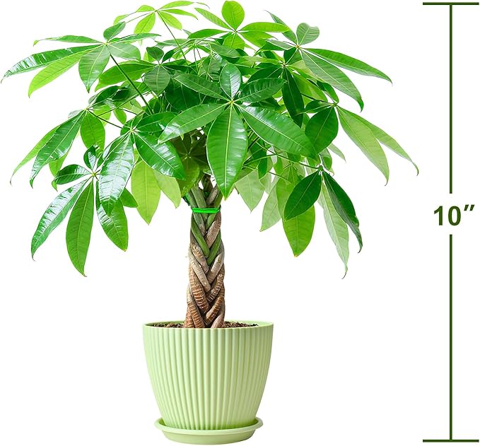 Sprout N Green 8-10" Money Tree with 5 Lucky Braid, Live Plant with Green Stripe Pot, Decoration for Indoor Home Office Tabletop Windowsill Side Table, Gift for Housewarming Mother's Day