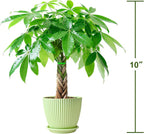 Sprout N Green 8-10" Money Tree with 5 Lucky Braid, Live Plant with Green Stripe Pot, Decoration for Indoor Home Office Tabletop Windowsill Side Table, Gift for Housewarming Mother's Day